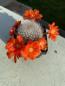 Preview: Rebutia fiebrigii